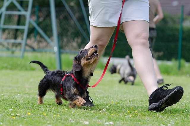 犬　　しつけ