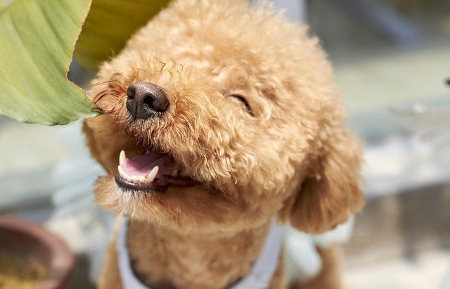 犬の貧血の対処法