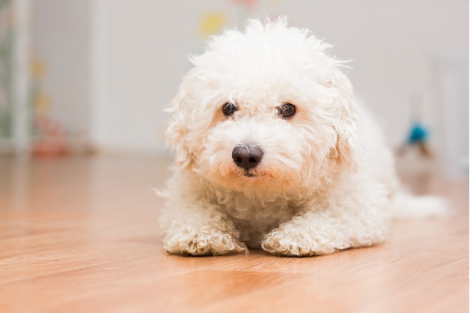 ビションフリーゼの子犬