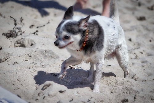 犬　楽しい