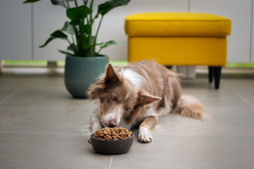 ごはんを食べる犬