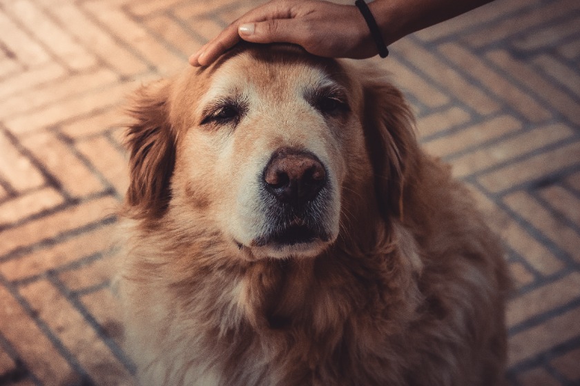 老犬