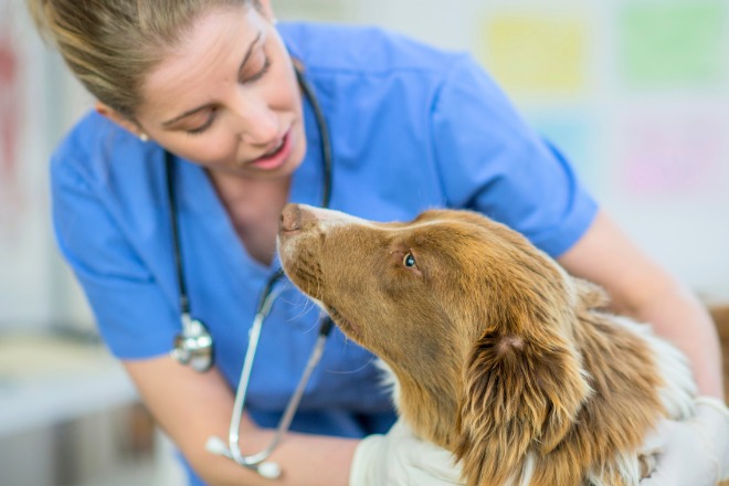 犬　動物病院