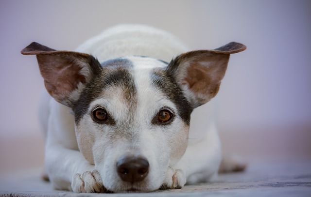 犬