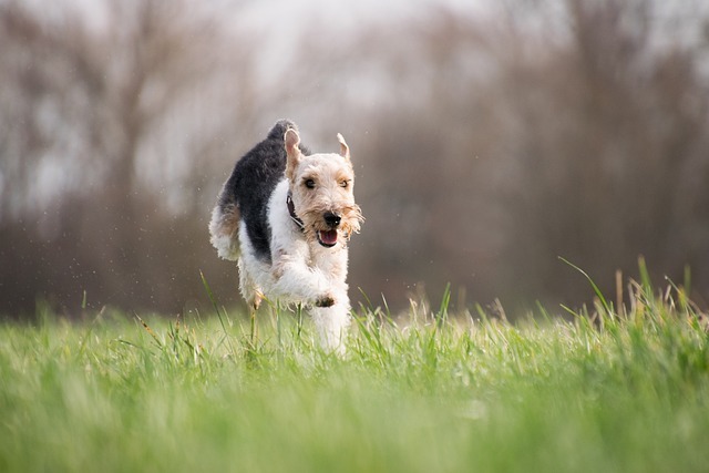 走る犬