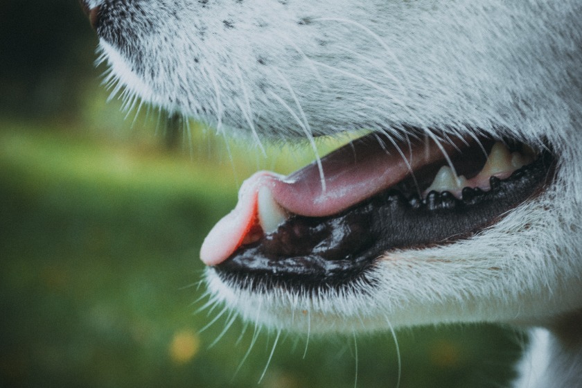 犬が口をくちゃくちゃすることはよくあるの？