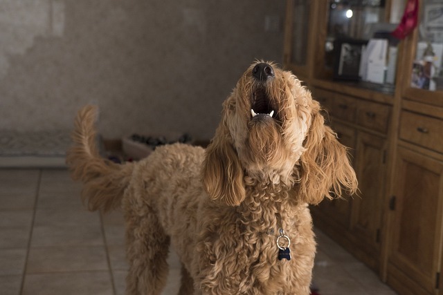 吠える犬