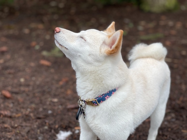 柴犬　白