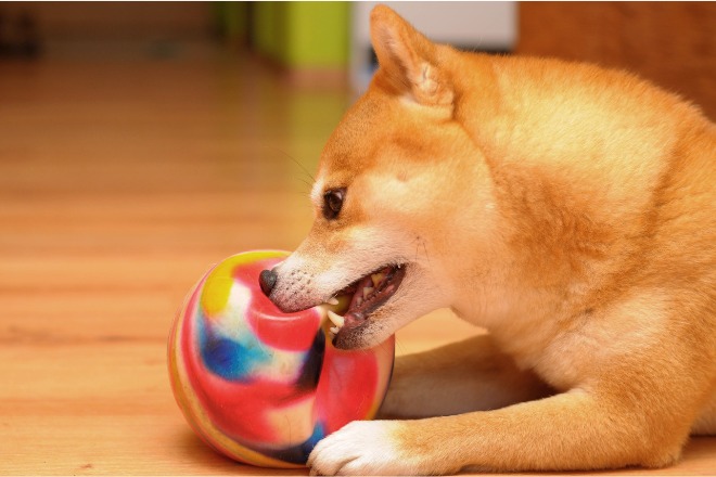 柴犬　おもちゃ