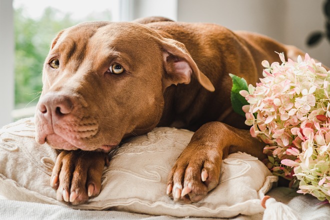 犬　花