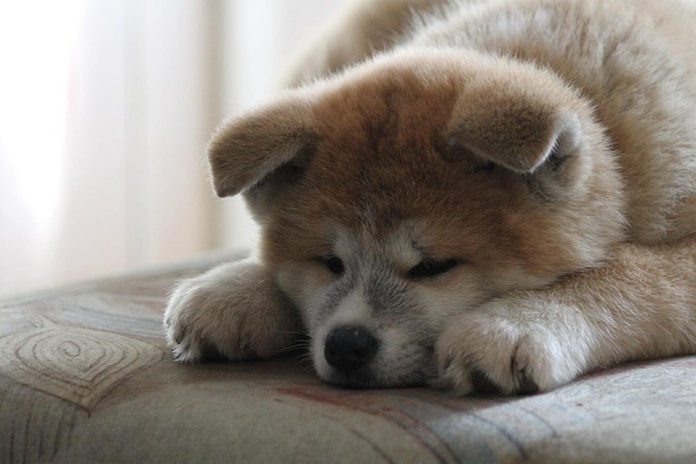 秋田犬　子犬