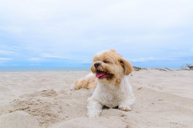 犬　夏