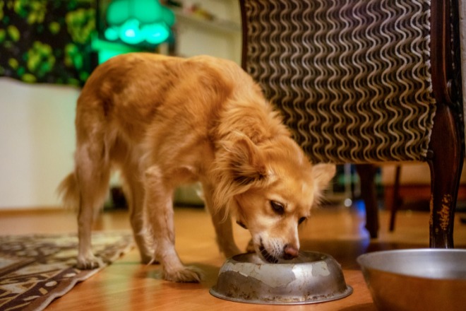 ドッグフードを食べている犬