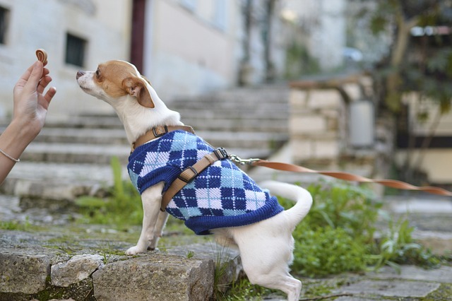 犬の服