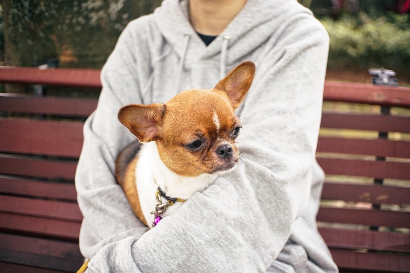 チワワの子犬